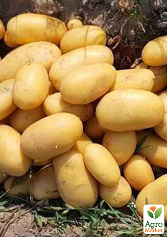 Картопля "Саншайн" насіннєва ультрарання (1 репродукція) 1кг - фото 4