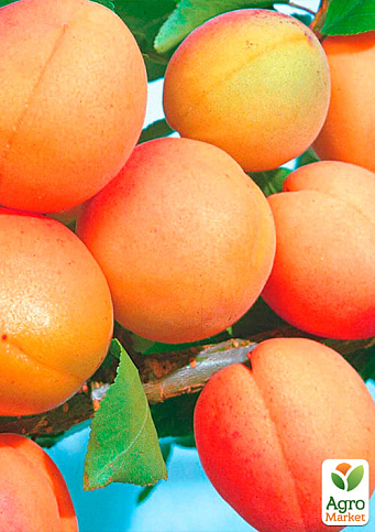 Абрикос "Харкот" (літній сорт, пізній термін дозрівання) - фото 4