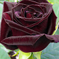 Эксклюзив! Роза чайно-гибридная темно-бордовая "Королевство грез" (Kingdom of Dreams) (саженец класса АА+, премиальный сорт, болезнеустойчив)