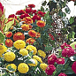 Комплект насіння квітів в зіпером "Квітучий сад" 15уп
