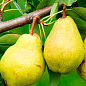 Груша "Городищенська" (осінній сорт, середній термін дозрівання)