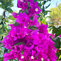 Бугенвиллия комнатная цветущая "Vera deep purple"