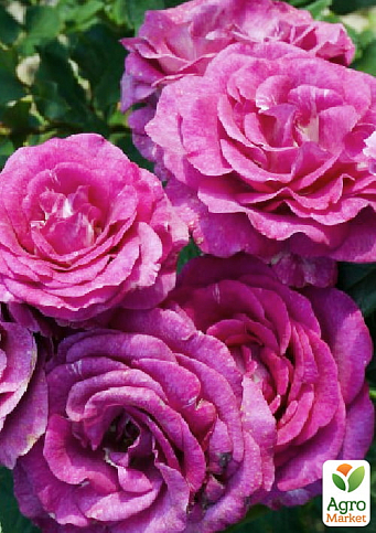 Эксклюзив! Роза чайно-гибридная пурпурно-розовая "Мадмуазель" (Mademoiselle) (сорт на очень вкусное варенье)
