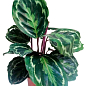 Калатея "Medallion"
