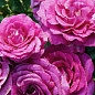 Ексклюзив! Троянда чайно-гібридна пурпурно-рожева "Мадмуазель" (Mademoiselle) (сорт на дуже смачне варення)