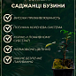 Бузина чорна "Variegata" контейнер Р9 