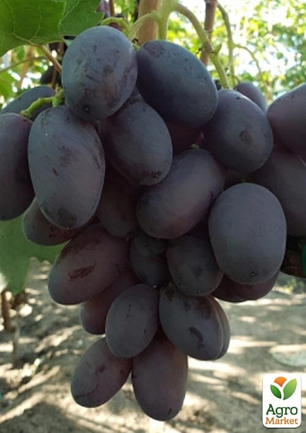 Виноград "Дамасская Красавица" (сверхранний, крупный, сладкий сорт) - фото 4