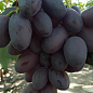 Виноград "Дамасская Красавица" (сверхранний, крупный, сладкий сорт)