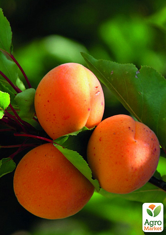 Абрикос "Кіото" (літній сорт, середній термін дозрівання)