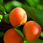 Абрикос "Кіото" (літній сорт, середній термін дозрівання)