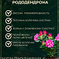 LMTD Рододендрон цветущий 5-и летний "Albert Schweitzer" (высота 70см) цена