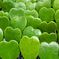 Хойя Керри "Green Heart"