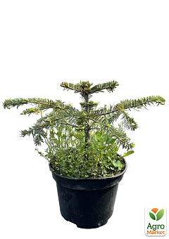 Пихта Нордмана 2-х летняя (Abies nordmanniana) высота 15-20 см11