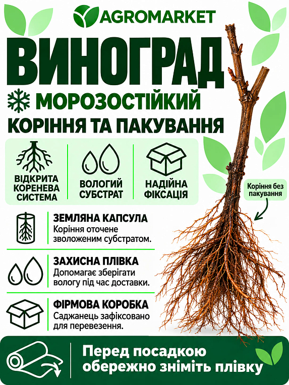 Виноград "Велюр" (сверхранний, крупноплодный, сладкий)