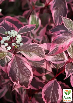 Дерен білий "Sibirica Variegata" (висота саджанця 15-20см)8