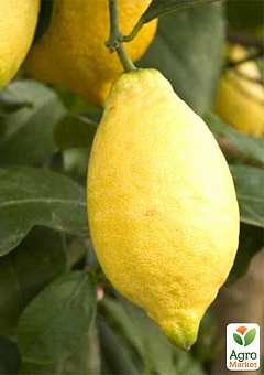 Лимон "Лунарио"10