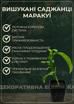 Маракуйя Бразильская съедобная27