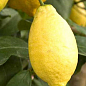 Лимон "Лунарио"