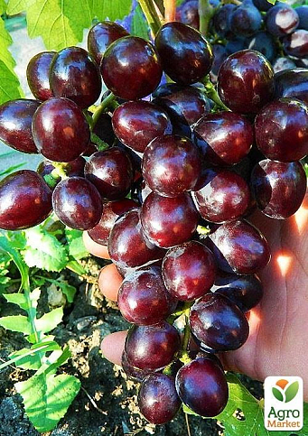 Виноград столовый "Подарок Несветая" (укорененный саженец в контейнере) - фото 2