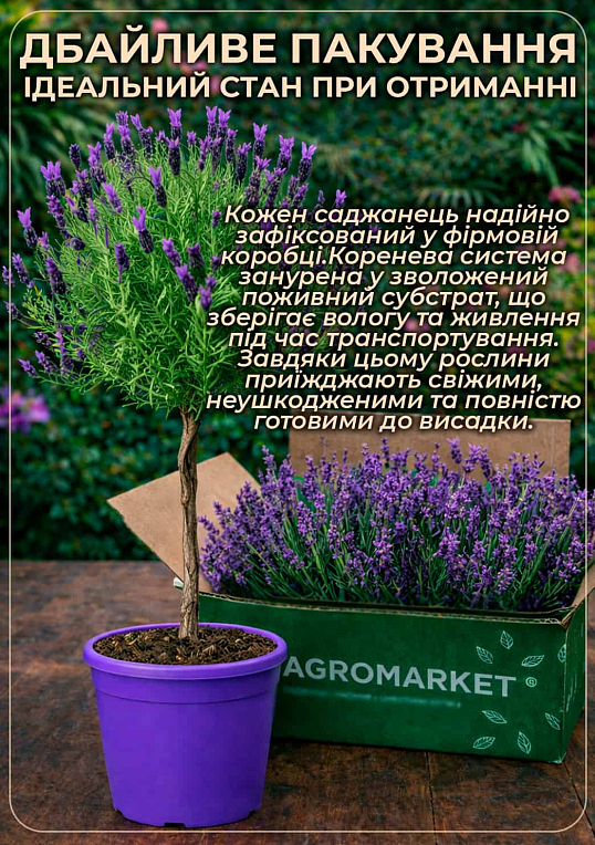 LMTD Лаванда Стэхадская 2-х летняя "Anouk" (20-30см) - фото 3