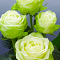 Эксклюзив! Роза чайно-гибридная лимонная с зеленым оттенком "Взгляд Луизы" (Louise`s look) (саженец класса АА+, премиальный высокорослый сорт)
