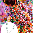 Буддлея Давида 2х річна "Flower Power" С2