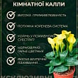 LMTD Зантедескія (кала кімнатна) "Mandarin" цена
