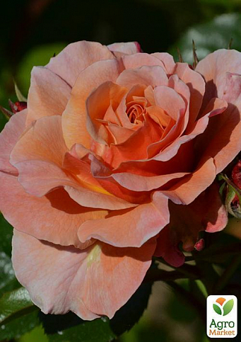 Троянда штамбова "Marie Curie" (саджанець класу АА +) вищий сорт - фото 3