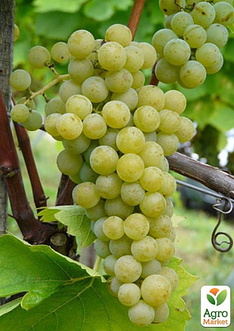 Виноград винный "Мускарис" (укорененный саженец в контейнере)