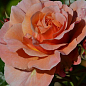 Роза штамбовая "Marie Curie" (саженец класса АА+) высший сорт цена