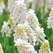 Мускарі "White Magic" укорінені