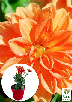 LMTD Георгина низкорослая крупноцветковая "Figaro Orange" (цветущая)26