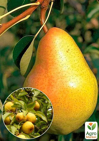 Ексклюзив! Груша колоновидна ніжного жовто-зеленого відтінку "Люсі" (Lucy) (преміальний, позднеосенний сорт)