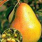 Ексклюзив! Груша колоновидна ніжного жовто-зеленого відтінку "Люсі" (Lucy) (преміальний, позднеосенний сорт)
