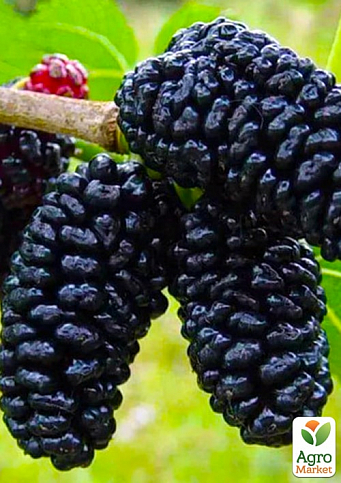 Шелковица крупноплодная "Стамбульская чёрная" (летний сорт, средний срок созревания)