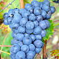 Виноград "Кабассия" (молдавский винный сорт)