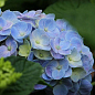Гортензия крупнолистная голубая "Голубая нежность" (Blue tenderness)