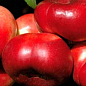 Нектарин инжирный пирамидальный "Саманта" (Samantha)