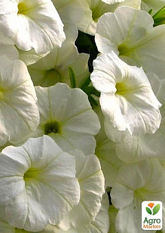 Петунія Supertunia Vista "Snowdrift" (контейнер №10, висота 10-15см)5