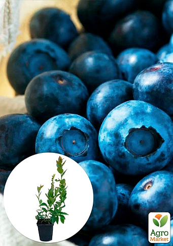 Лохина (чорниця садова) "Нельсон" (Nelson) (пізній термін дозрівання, один з великоплідних сортів)