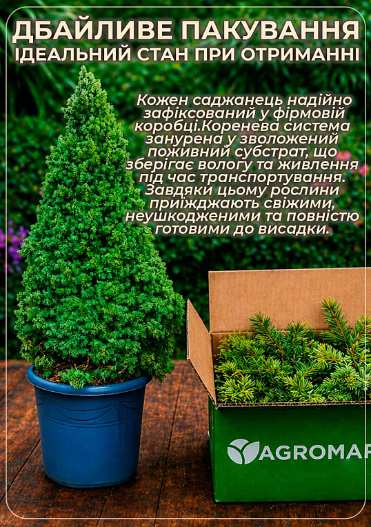 Ель обыкновенная "Acrocona" (ком/сетка) высота 100-120см