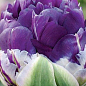 Тюльпан "Peony Purple" (размер 11/12 , крупный) 3шт в упаковке