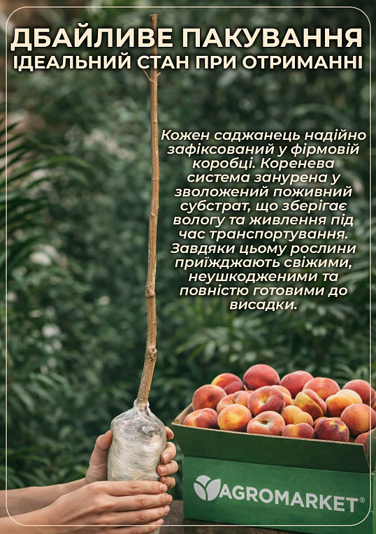 Персик "Сидоренко" (летний сорт, средний срок созревания) - фото 3