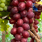 Виноград десертний "Великан" (вкорінений саджанець у контейнері)