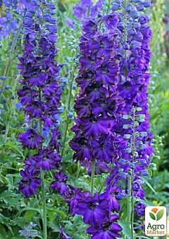 Дельфініум гібридний "Dark Blue Dark Bee"10