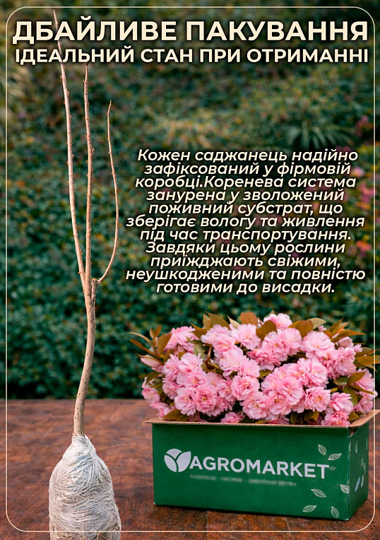 Сакура на штамбе "Роял Бургунди+Канзан+Альба Плена" - фото 3