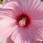 Гибискус травянистый розовый  "Нежная стихия" (Gentle nature)
