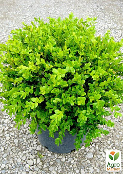 Самшит вічнозелений "Таємнича краса" (Buxus sempervirens)1