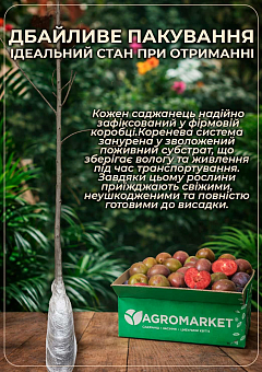 Ексклюзив! Гібрид сливи-абрикоса "Плуот" (Dapple Dandy)21