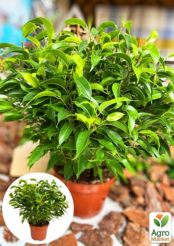 Фикус Бенджамина (Ficus) "Benjamin"